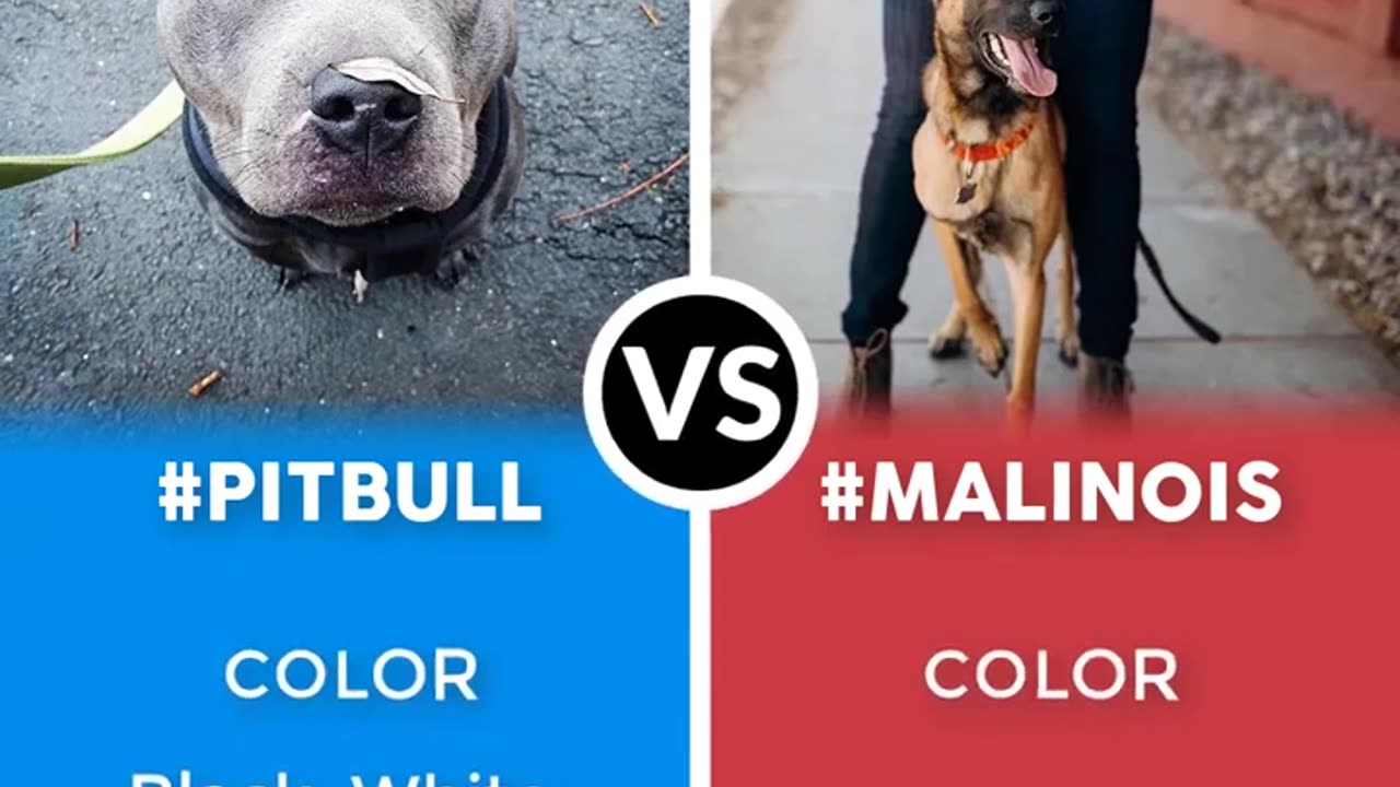 Pitbull Terrier VS Belgian Malinois