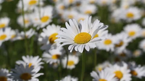 Natural beautiful flowers garden