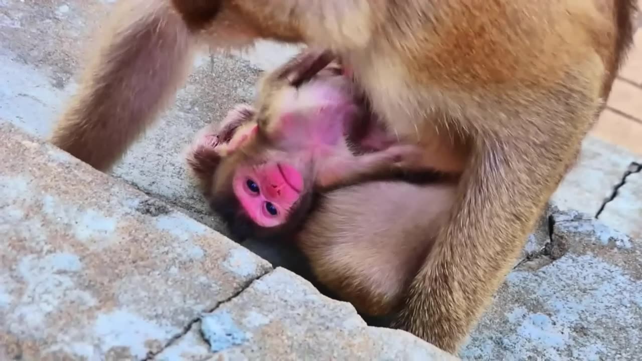 Monkey mom refuse to feed her baby 🐒