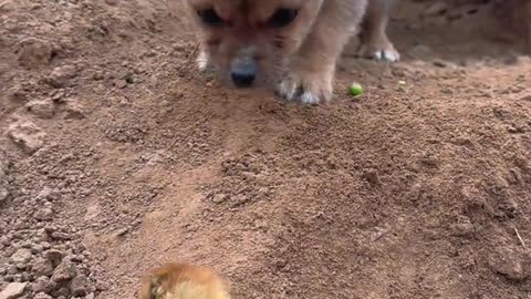 Funny cat videos