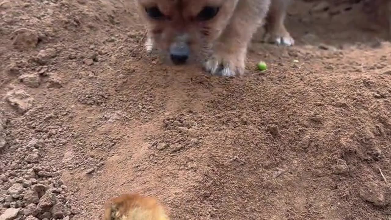 Funny cat videos