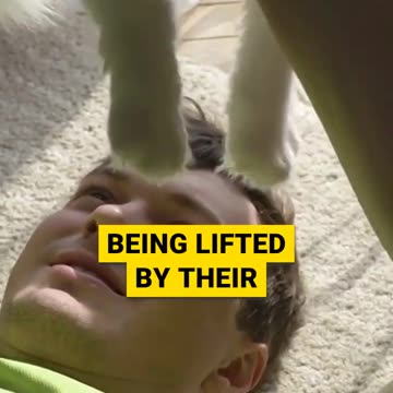 Why Cats Dislike Being Lifted and the Meaning Behind Their Meows