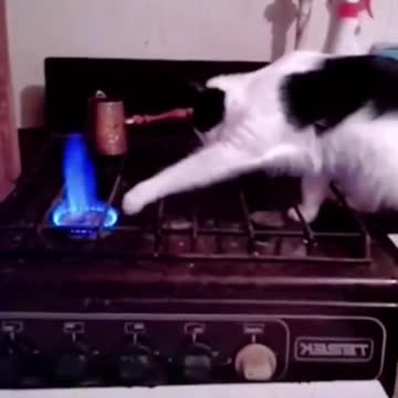 cats funny videos