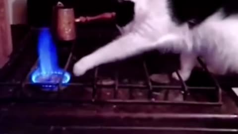 cats funny videos