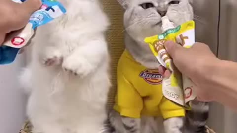 Cute cats eating