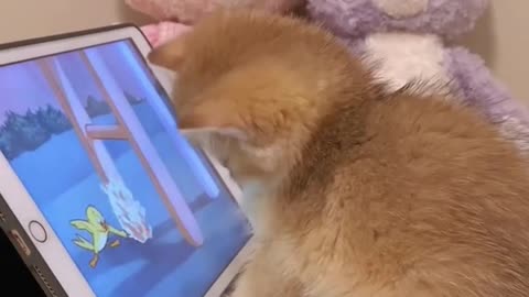 cute kitties