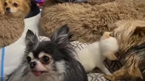 pigeon and Tiny puppy are best friends