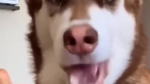 Funniest Animals 2022 🤣 - Funny Dogs And Cats Videos 🐶