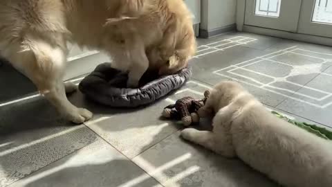 Funny Golden Retriever Plays with Cute Puppy