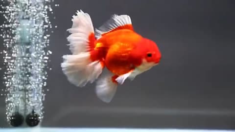 "Graceful Gems: The Enchanting World of Oranda Goldfish"