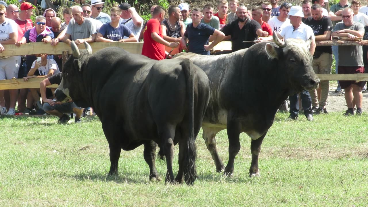 Brizan od Luka Šteko vs Zećo od Nail Gadžun Kruščica 2024