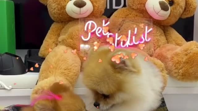 #puppycute #cutepuppy #cutedog #fyp