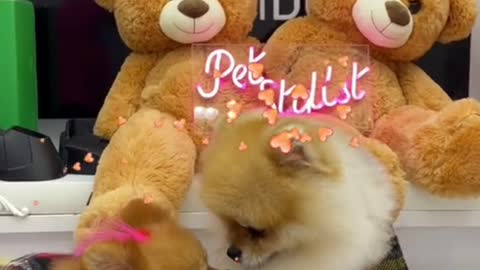 #puppycute #cutepuppy #cutedog #fyp
