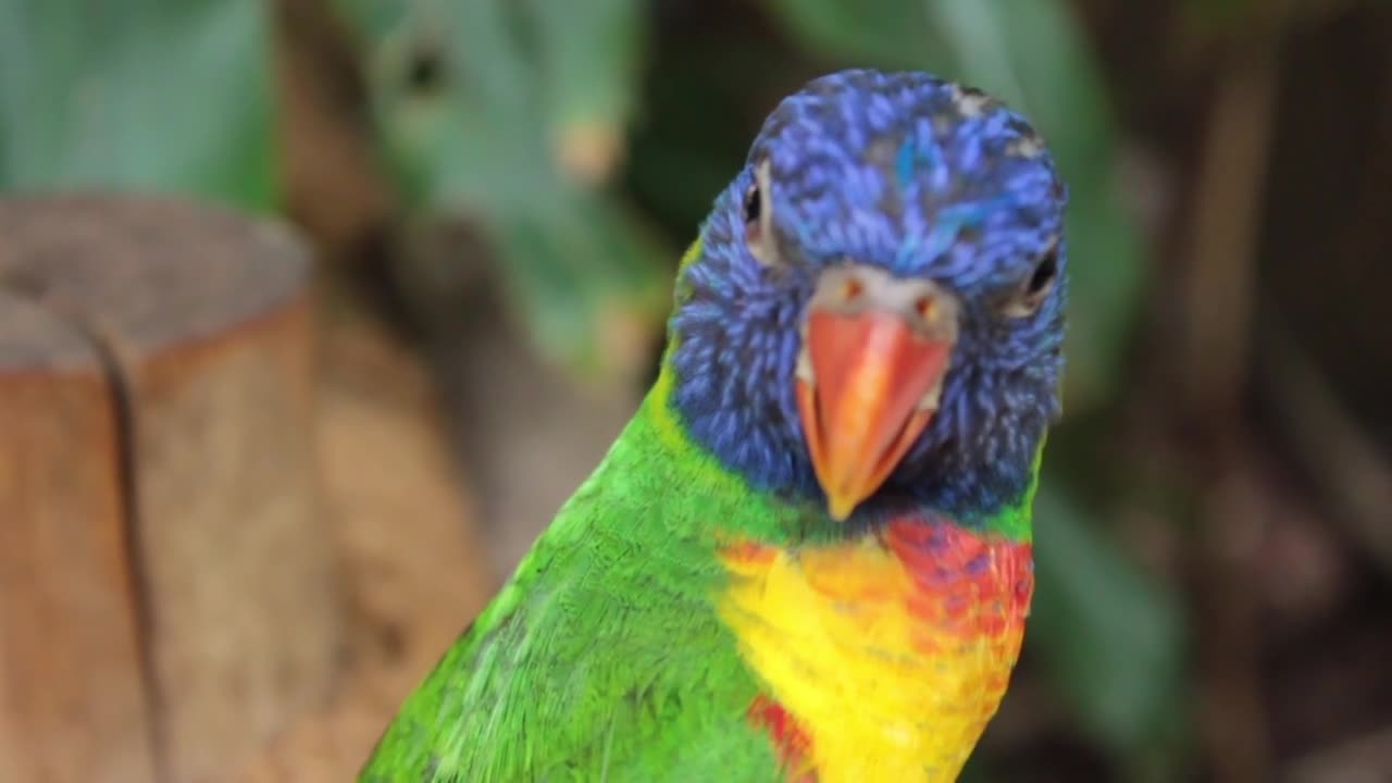 Beautiful nature and beautiful bird