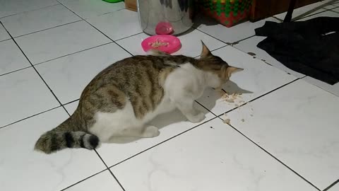 Cute Cat Is Focused On Eating Tuna