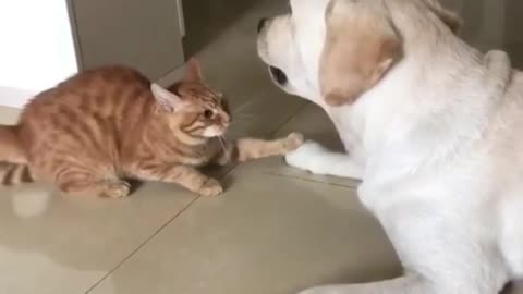 Dog & Cat Funny Video