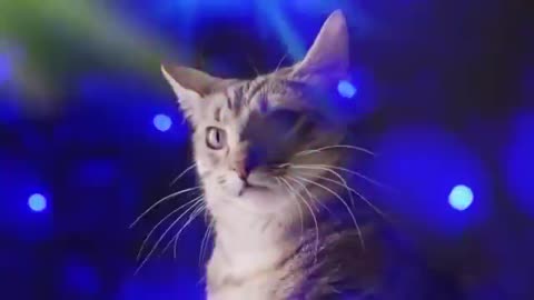 Meow Meow - Meow Meow Meow