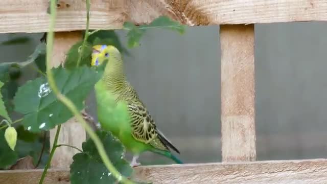 Parrot playing in the tree