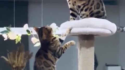 Cat vs Cat fight 🤣