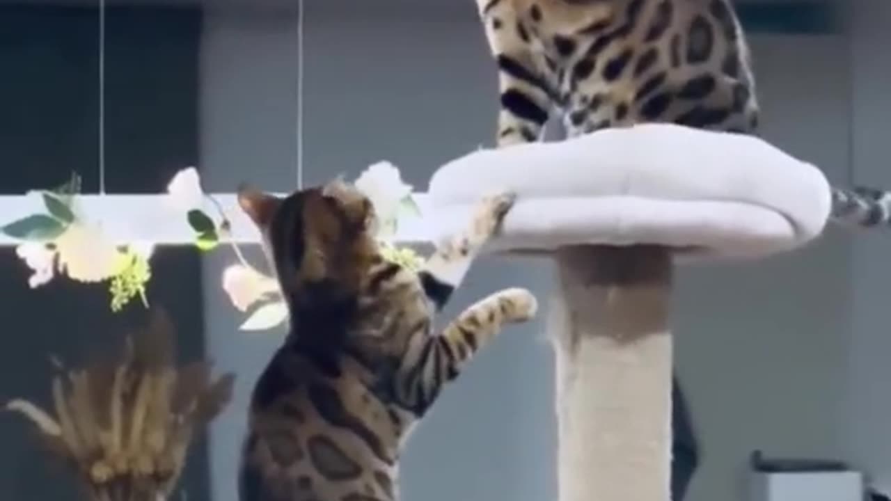 Cat vs Cat fight 🤣