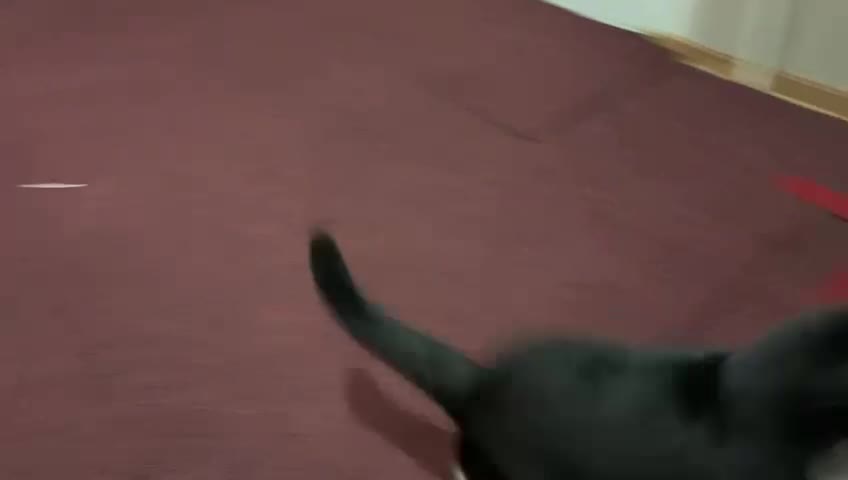 kiwi cat