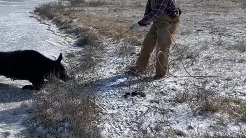 Rescuing a Calf on Ice