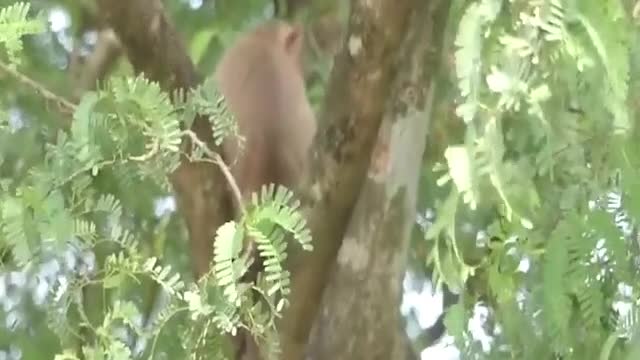 The baby monkey carried the cat up the tree to play with him.