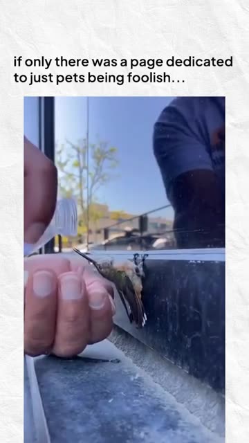 🌟Follow (us) @petbeingfoolishdaily for more such content!#pets #funny #cat #dog #memes #animals