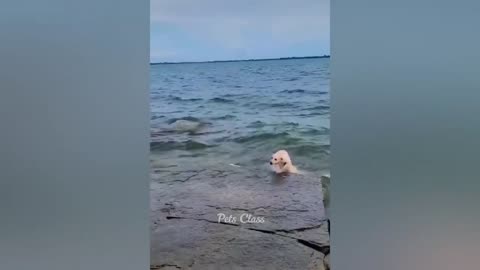 FUNNY CREATION