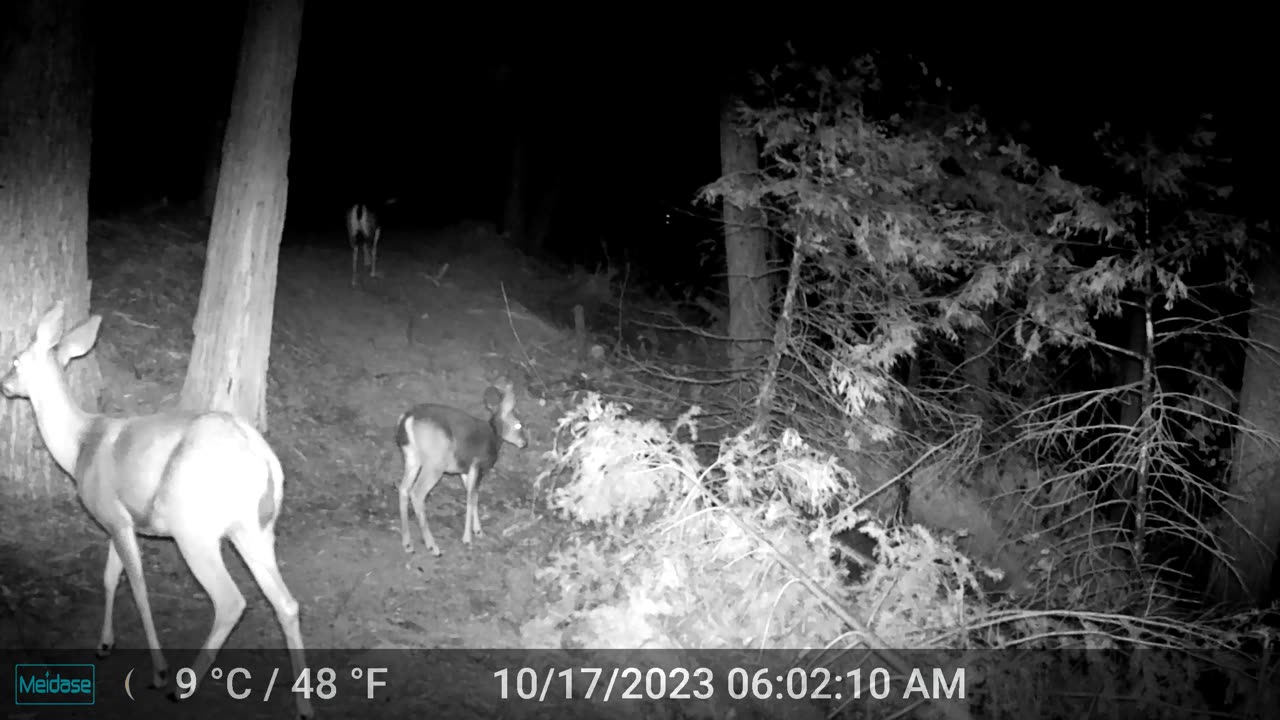 Small Herd of Deer