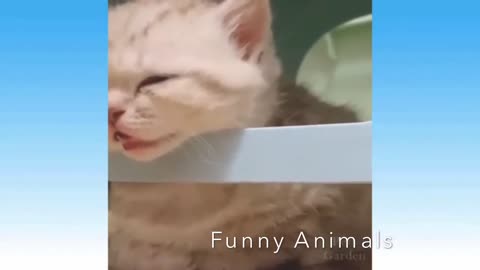 Funny animal videos 🤣🤣🤣