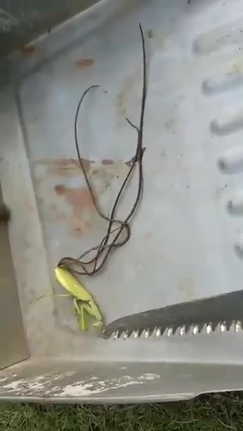 Worm moments. This is why you don't eat bugs.