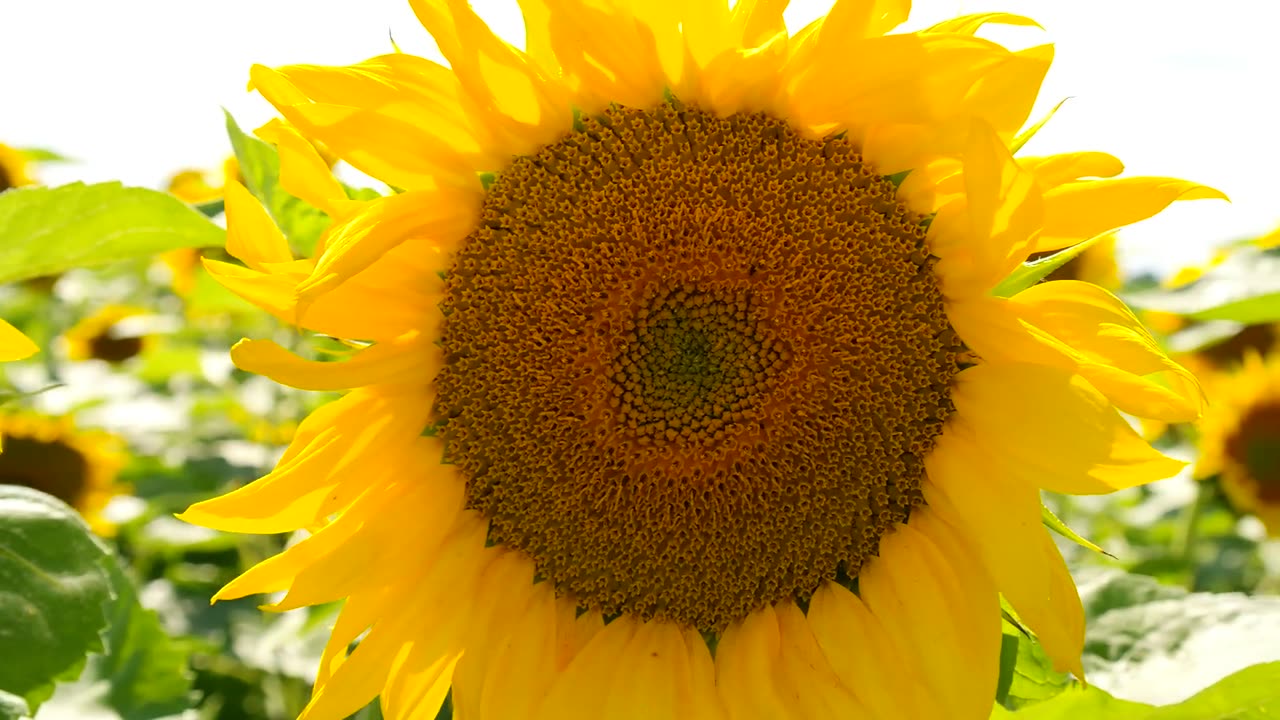 Sunflower