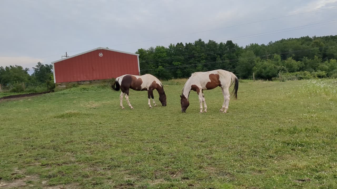 Avi and Oakley in the front pasture 25 June 2024