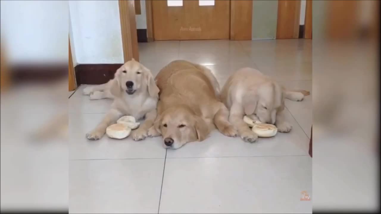 Cute and Funny Dog Videos