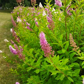 Nature is beautiful in its diversity🌿🌺