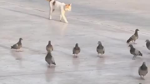 The cat haunting pigeon