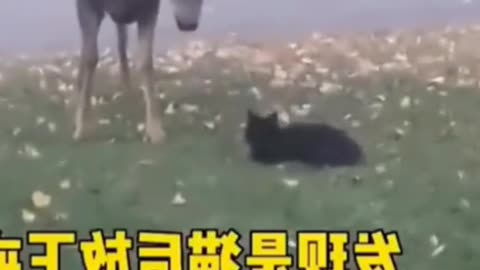 deer and cat do peace