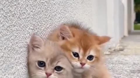 #Cute cats