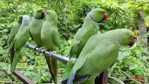 Beautiful parrot