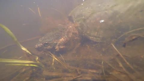Huge Turtle