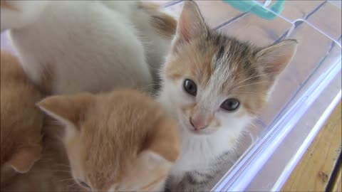 Kittens meowing (too much cuteness) - All talking at the same time!