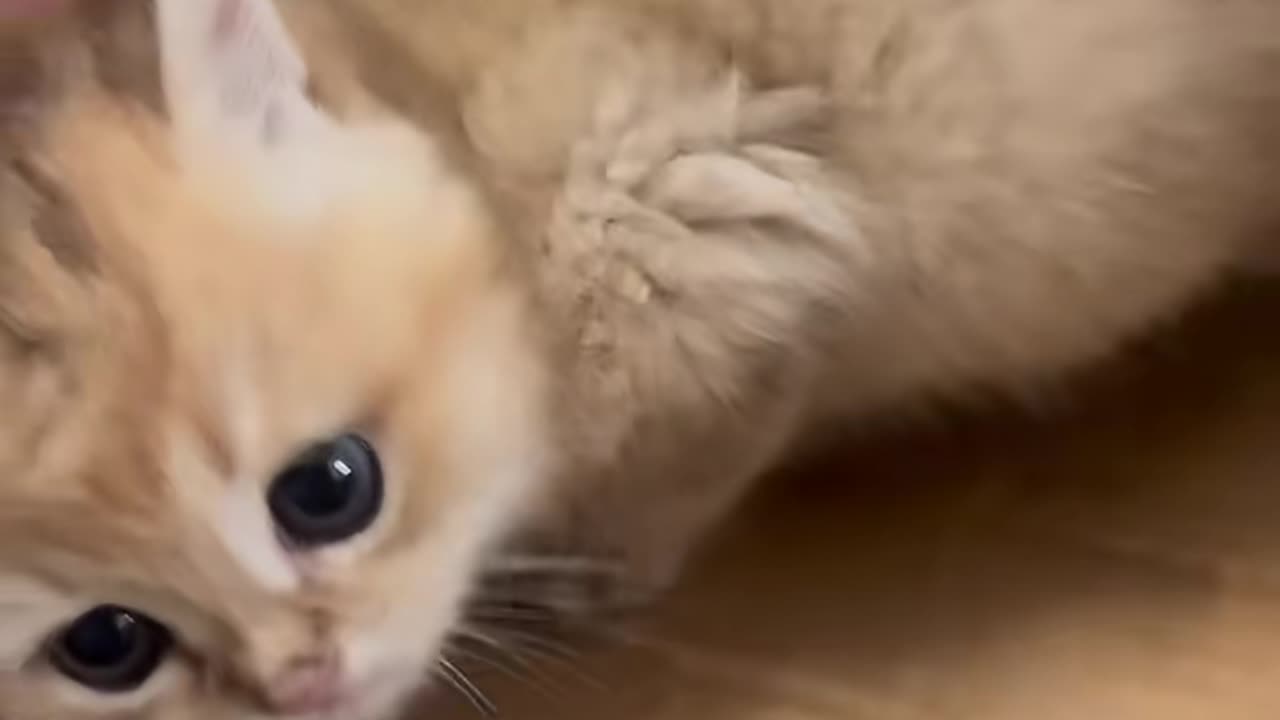Baby cat playing time.|funny cat video #short#viral