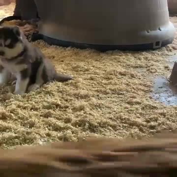 Playful husky puppies