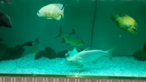 Fish playing