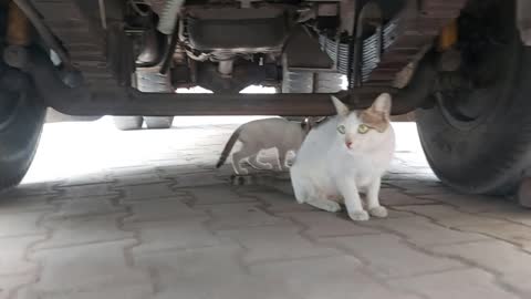 Homeless MaMa Cat Meowing For Kittens She is Very Anxious For Cute Kittens