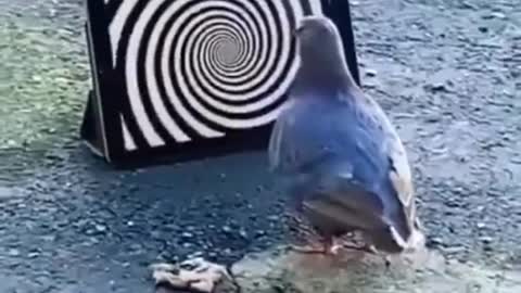 Funny Animals | viral - dove being hypnotized