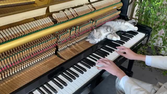 Kimi no toriko for meow | Piano cover meowssage