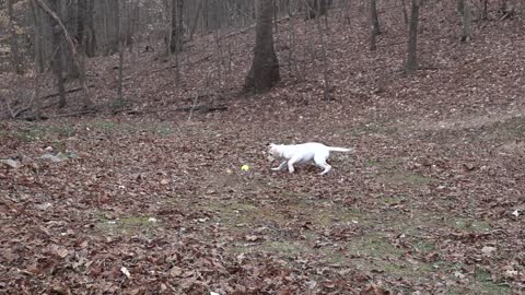 A White Puppy Playing Outdoor