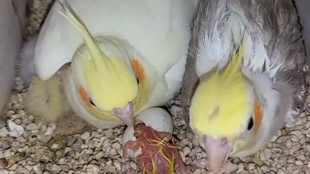 Beautiful cockatiels.